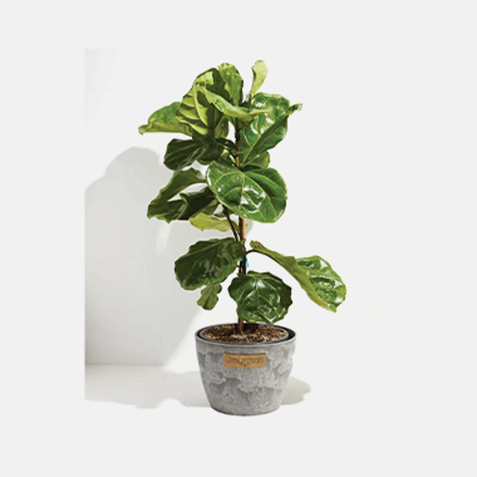 Live Plants